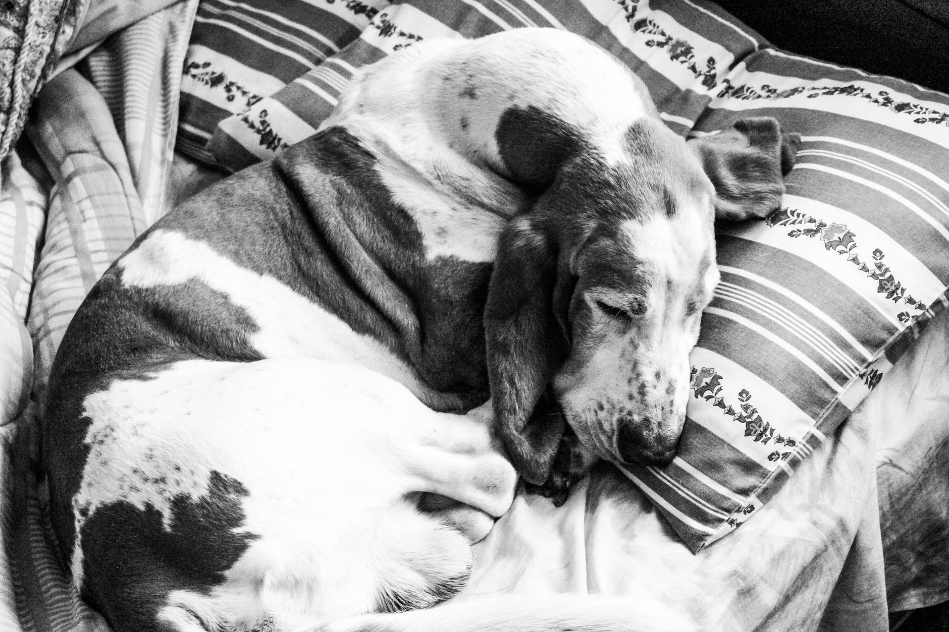 grayscale photography of basset hound sleeping